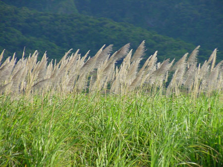 31 Sugar Cane Arrows.jpg